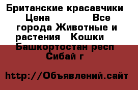 Британские красавчики › Цена ­ 35 000 - Все города Животные и растения » Кошки   . Башкортостан респ.,Сибай г.